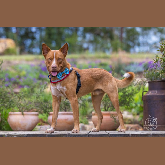 Photo of Red   3 Year Old Kelpie X Cattle Dog (Trial)