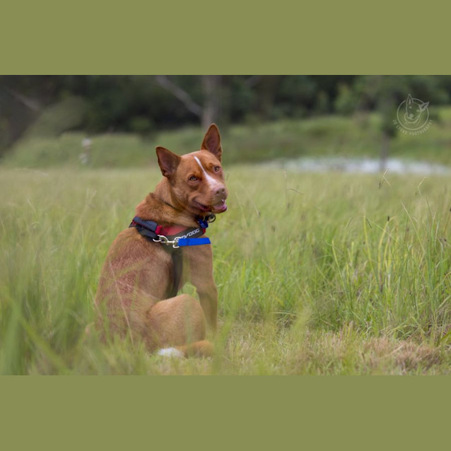 Photo of Red   3 Year Old Kelpie X Cattle Dog (Trial)