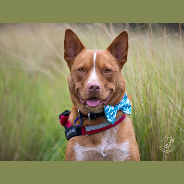 Photo of Red   3 Year Old Kelpie X Cattle Dog (Trial)