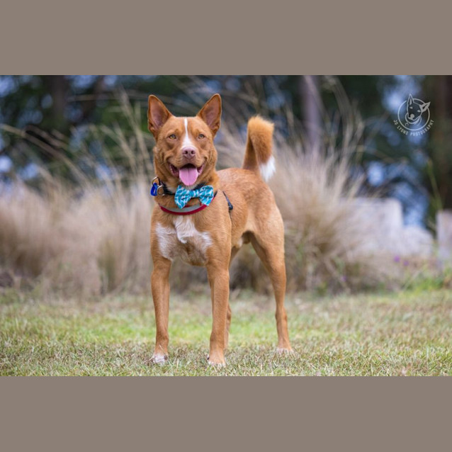Photo of Red   3 Year Old Kelpie X Cattle Dog (Trial)