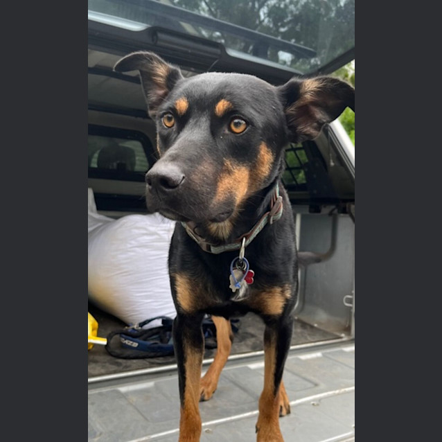 Photo of Dusty   1 Year Old Kelpie (Trial)