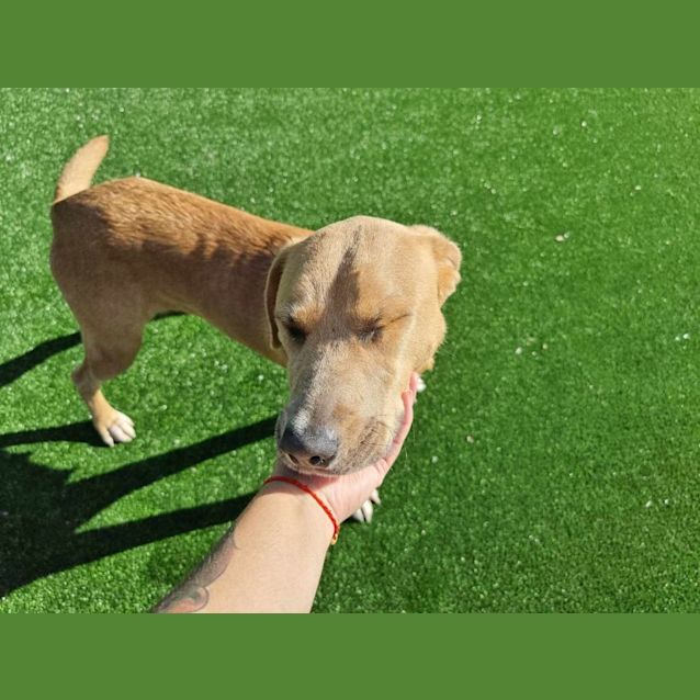 Photo of Bonnie Imp 341