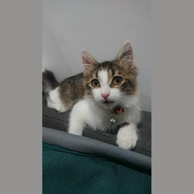 Photo of Pipi ** 2nd Chance Cat Rescue**