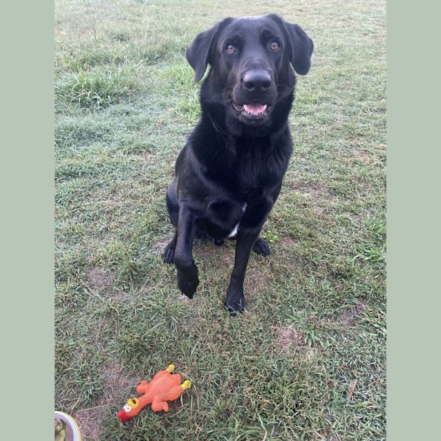 Photo of Jet   3 Year Old Labrador X Swiss Shepherd (Trial)