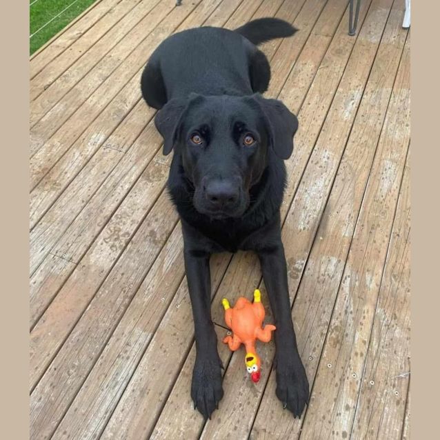 Photo of Jet   3 Year Old Labrador X Swiss Shepherd (Trial)