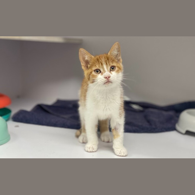 Photo of Garfield
