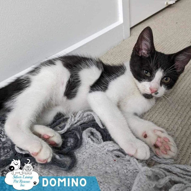 Photo of Domino