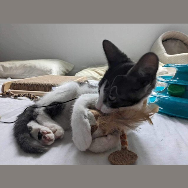 Photo of Dotti