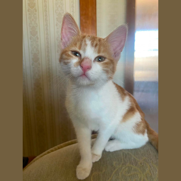 Photo of Cheddar
