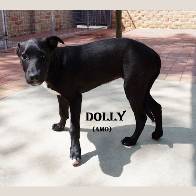 Photo of Dolly