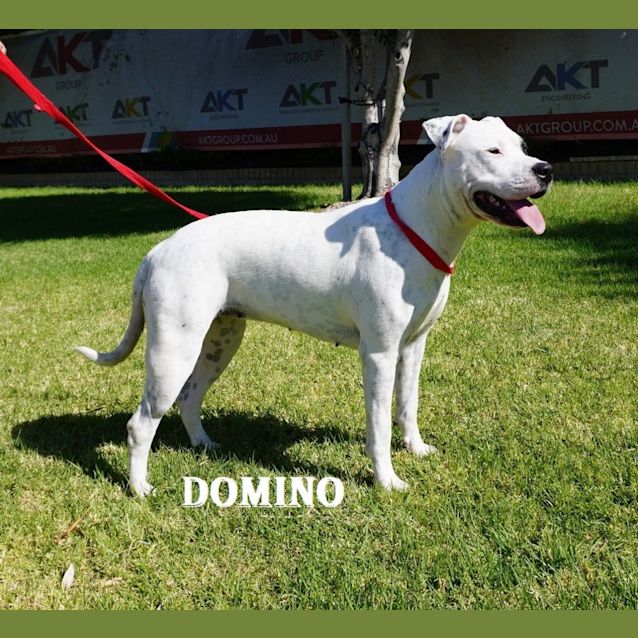 Photo of Domino