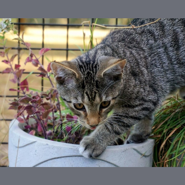 Photo of Duke Fancypaws