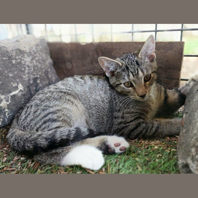 Photo of Duke Fancypaws