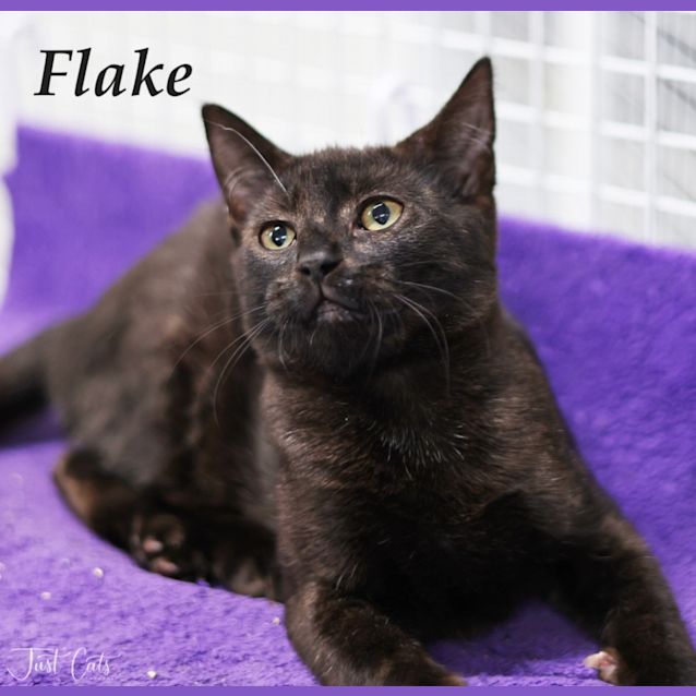 Photo of Flake   Petstock