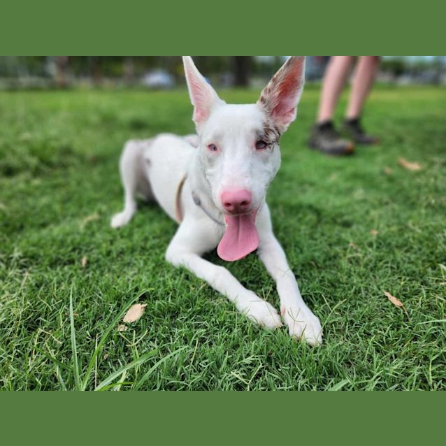 Photo of Koolie Minogue