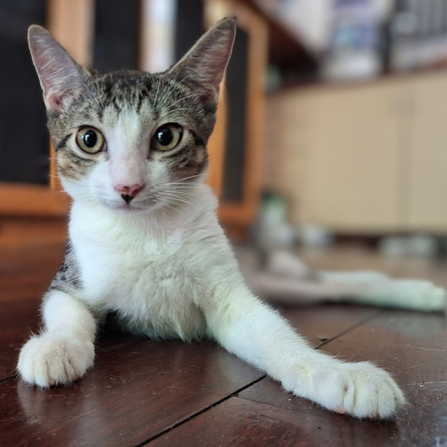 Photo of Huckleberry