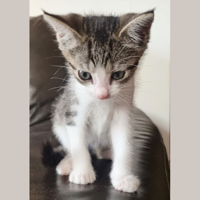 Photo of Huckleberry