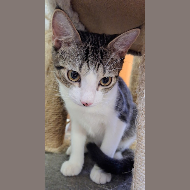 Photo of Huckleberry