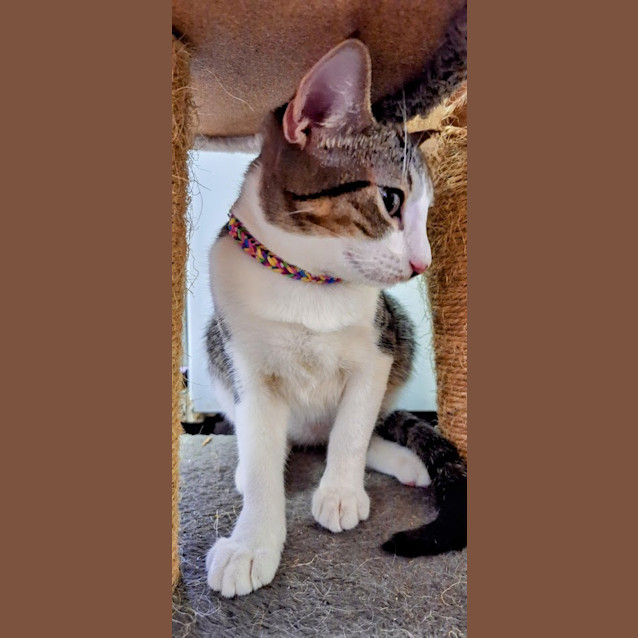 Photo of Huckleberry