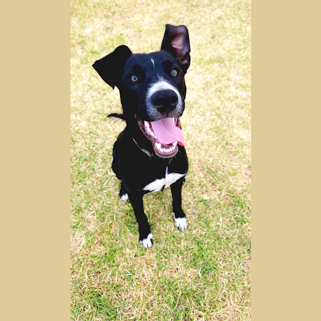 Photo of Phantom