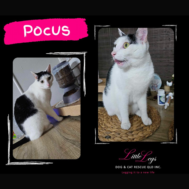Photo of Pocus