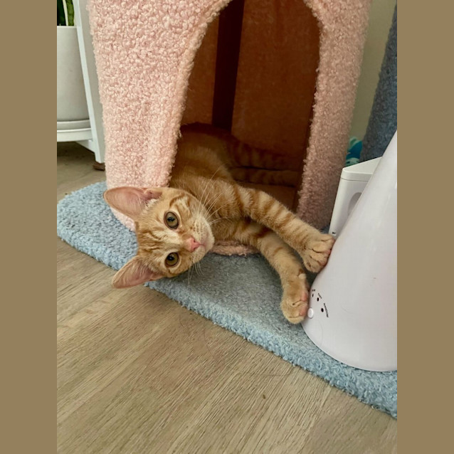 Photo of Taco