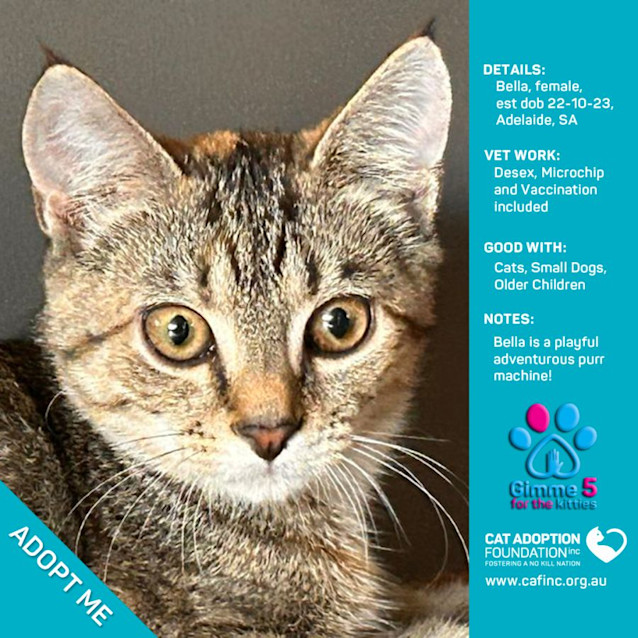 Photo of Bella Just $50 Limited Time!