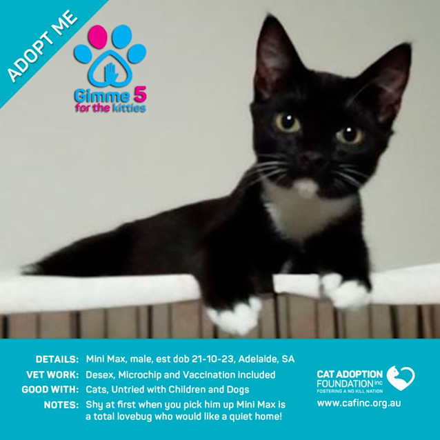 Photo of Mini Max Just $50 Limited Time!