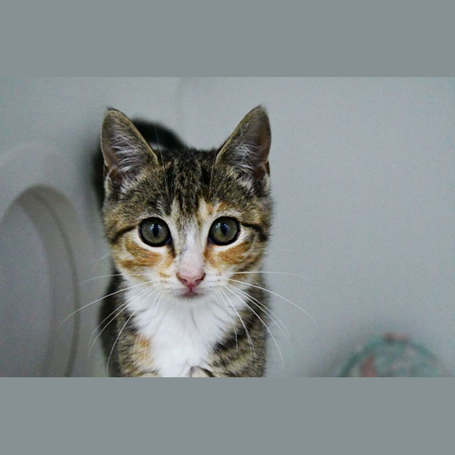 Photo of Shortcake