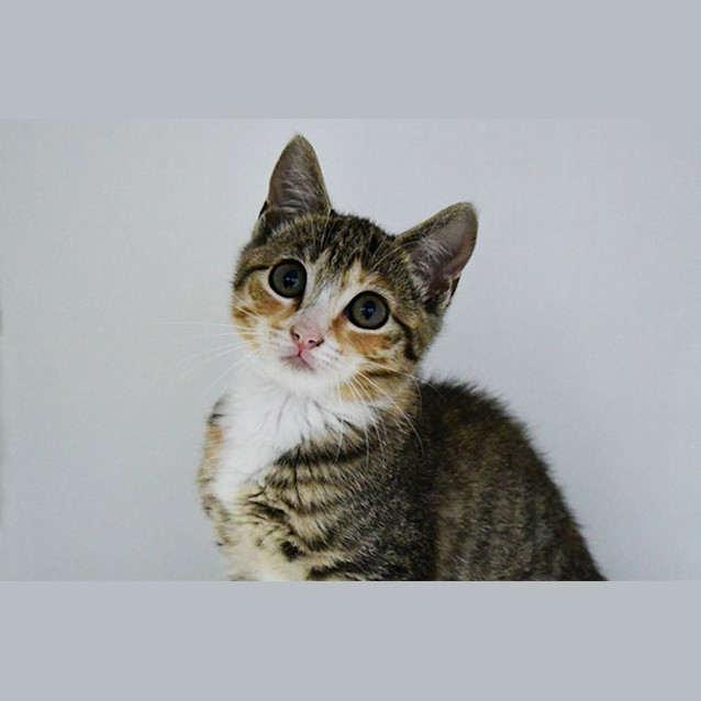Photo of Shortcake