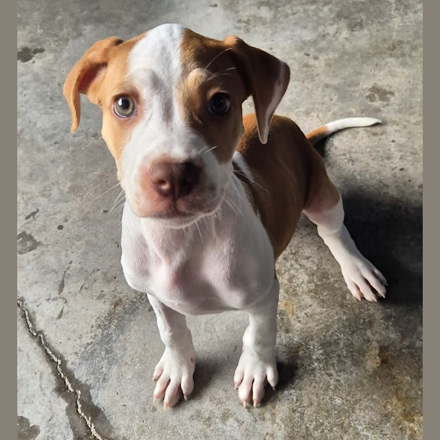 Photo of Biscuit