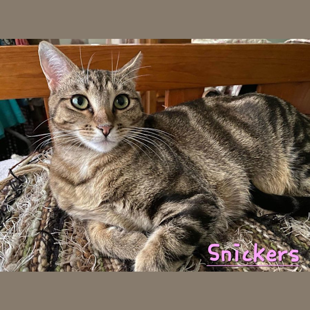 Photo of Snickers