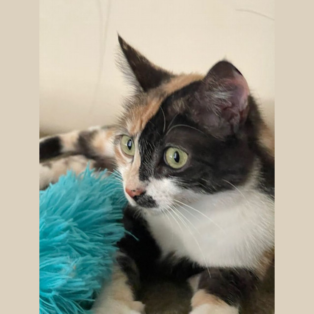 Photo of Miss Pickle