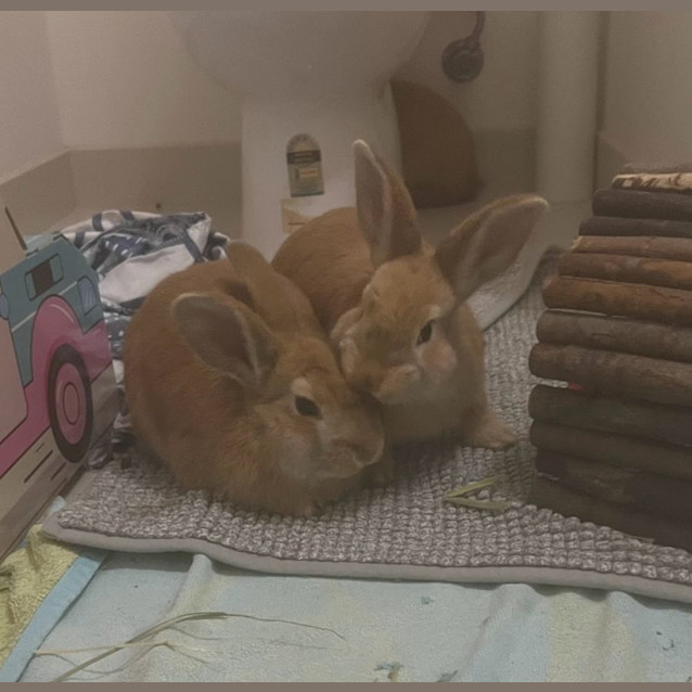 Photo of Miskcha & Marvel