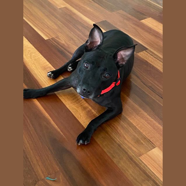 Photo of Dixie   18 Month Old English Staffy X (Trial)