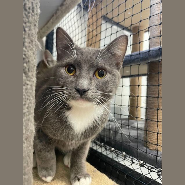 Photo of 🖤 Onyx F02782 🖤