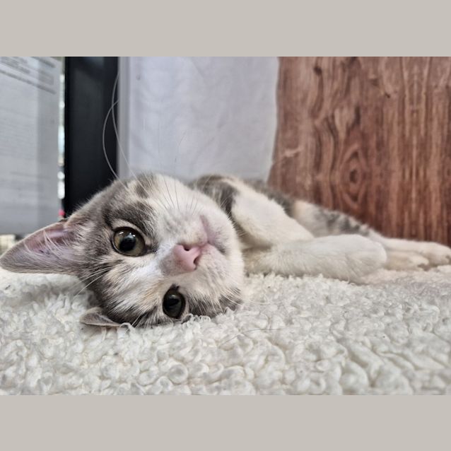 Photo of Mimiyu