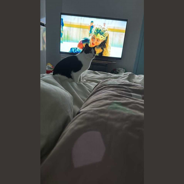 Photo of Kitten *9 Lives Project Rescue*