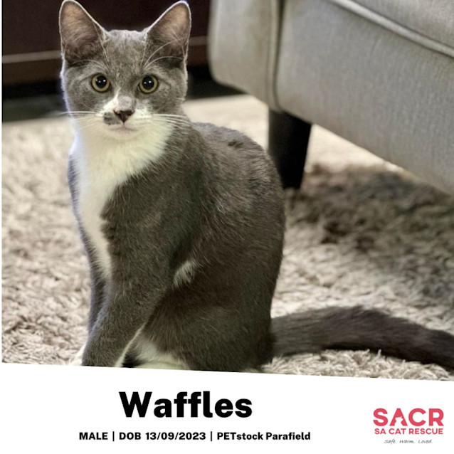 Photo of Waffles