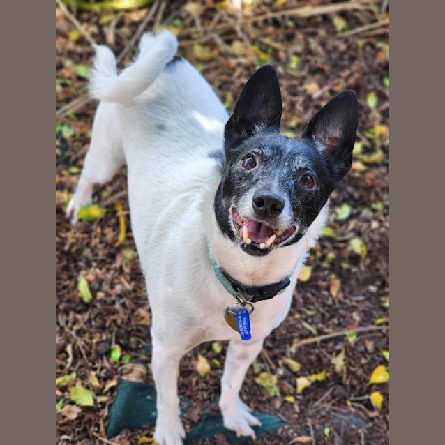 Spike - 8 Year Old Fox Terrier - Small Male Fox Terrier Dog in NSW -  PetRescue