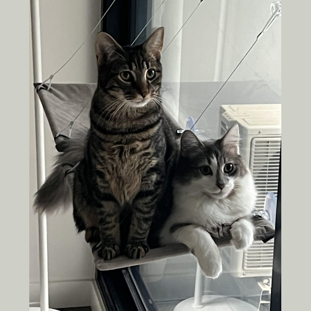 Photo of Saint / Hugo