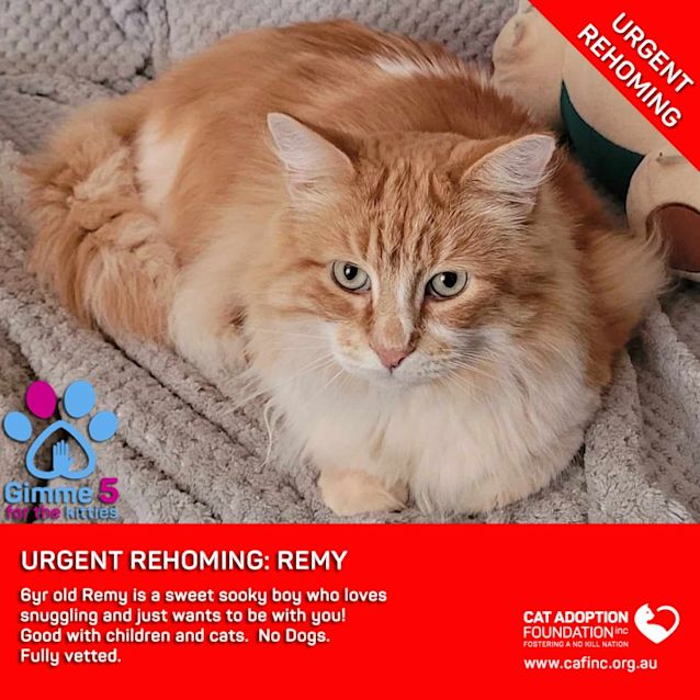 Photo of Remy Private Rehoming No Charge!