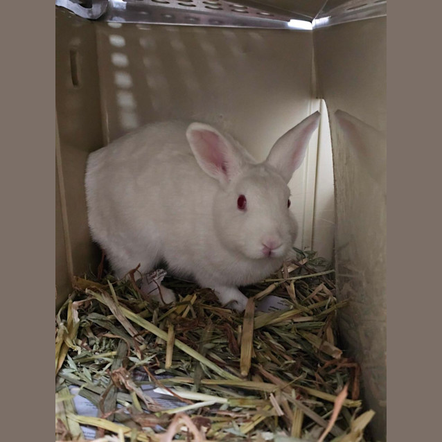 Photo of Blanca   Meet Me @ Pet Stock Milperra