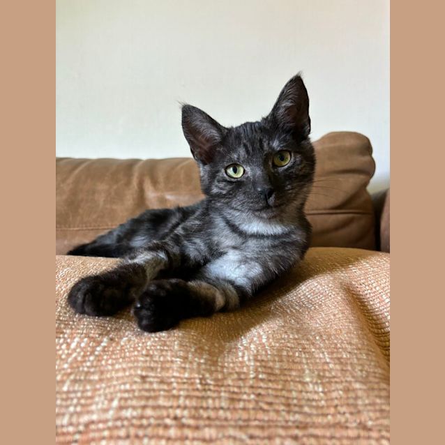 Photo of Pear