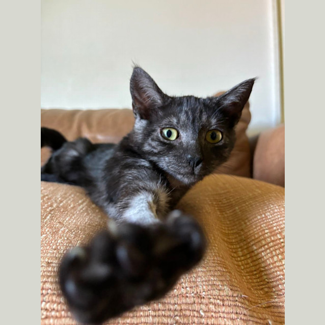 Photo of Pear