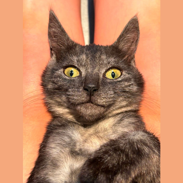 Photo of Pear