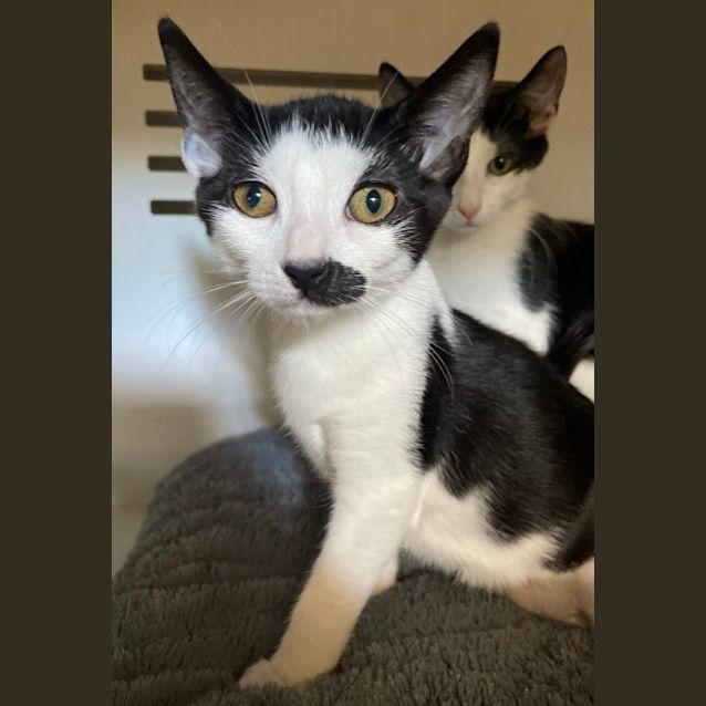 Photo of Grumpy & Sneezy