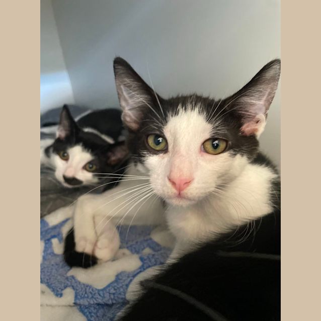 Photo of Grumpy & Sneezy