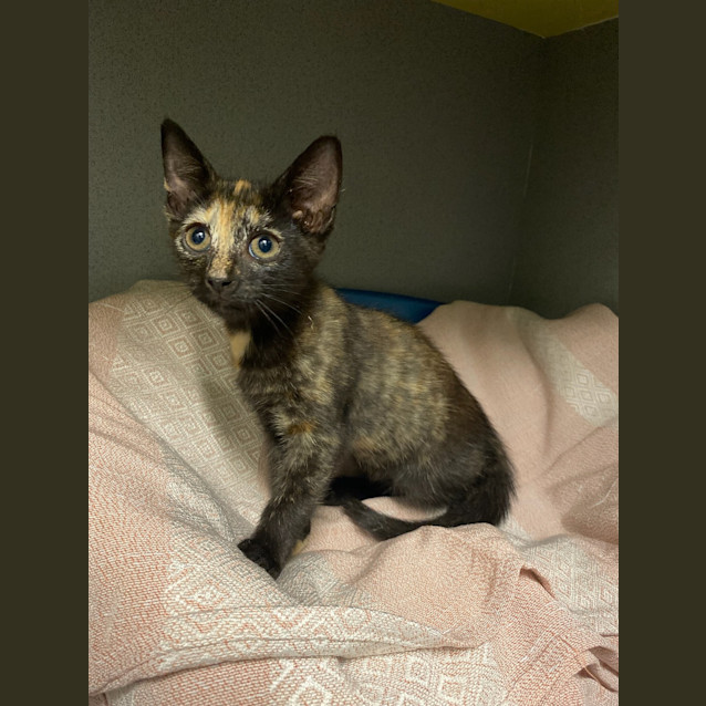 Photo of Violet (Crumble)