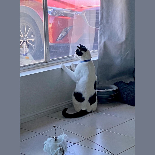 Photo of Wilbur (Bonded With King)